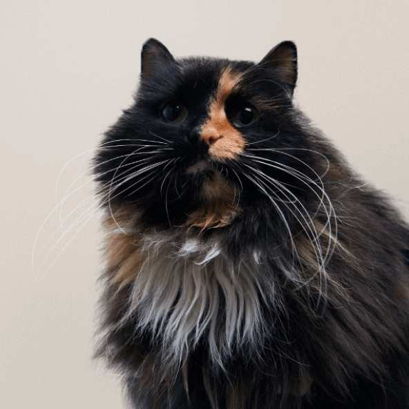 Ruby cat